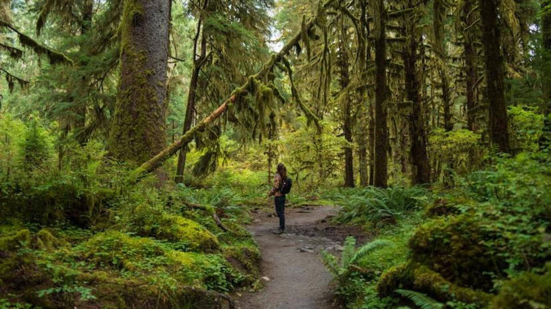 Embracing nature's calm with forest bathing