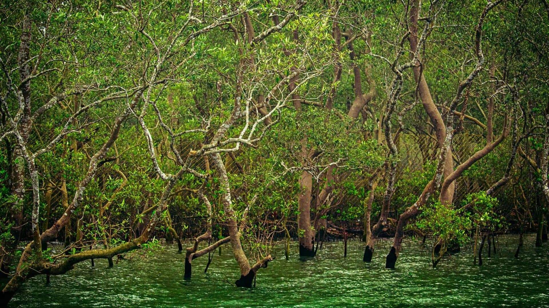 Mystical night safari in Sundarbans, Bangladesh