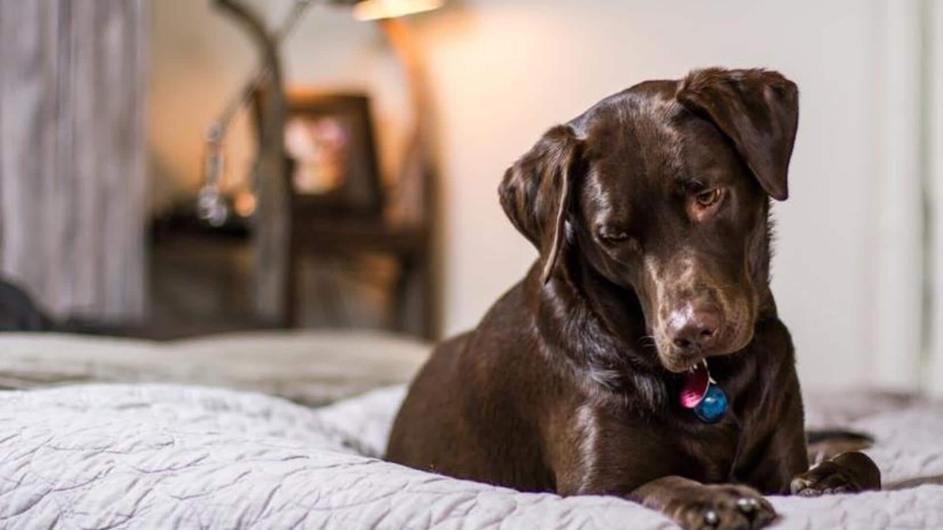 How to clean your dog's bed naturally How to clean your dog's bed naturally