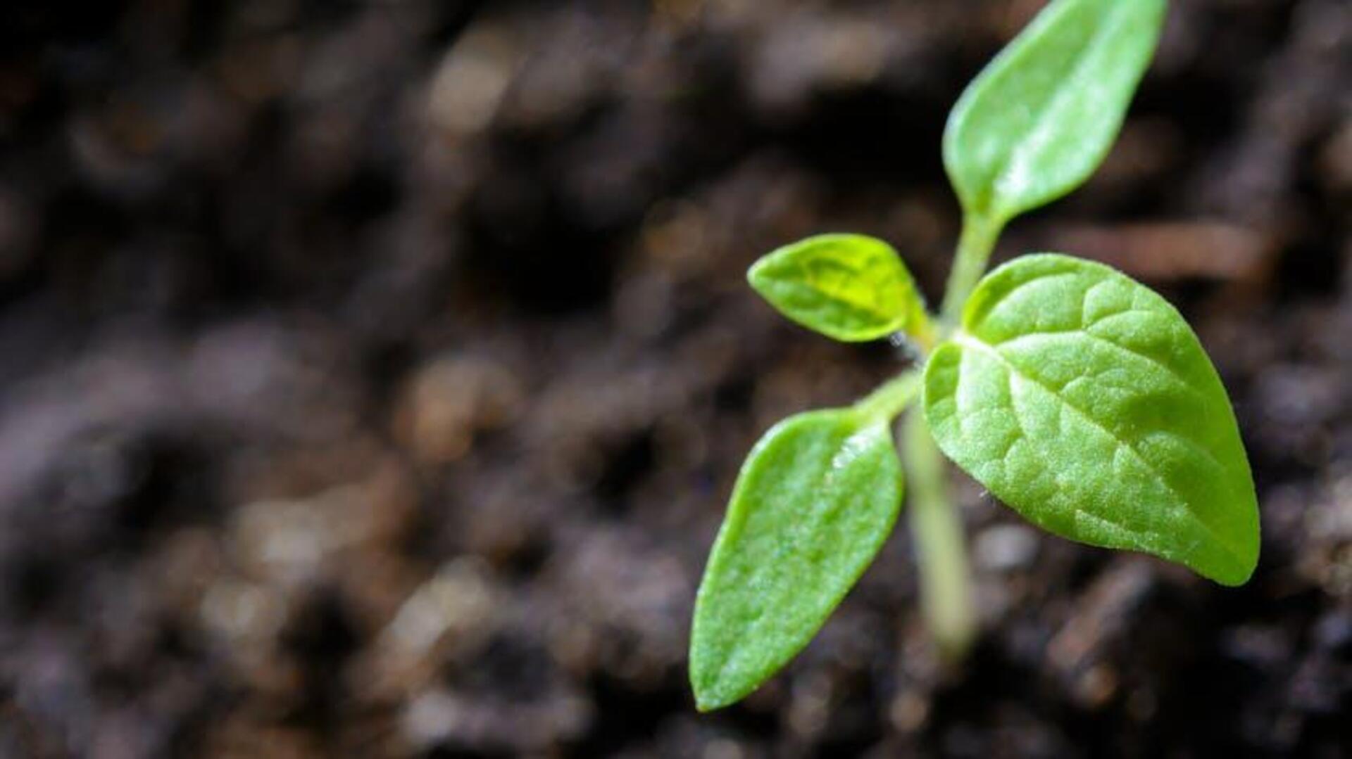Ping-pong balls: A smart hack for healthier plants Ping-pong balls: A smart hack for healthier plants