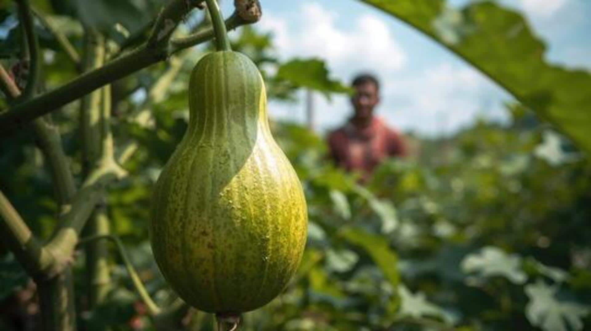 Grow ash gourd at home with this simple guide