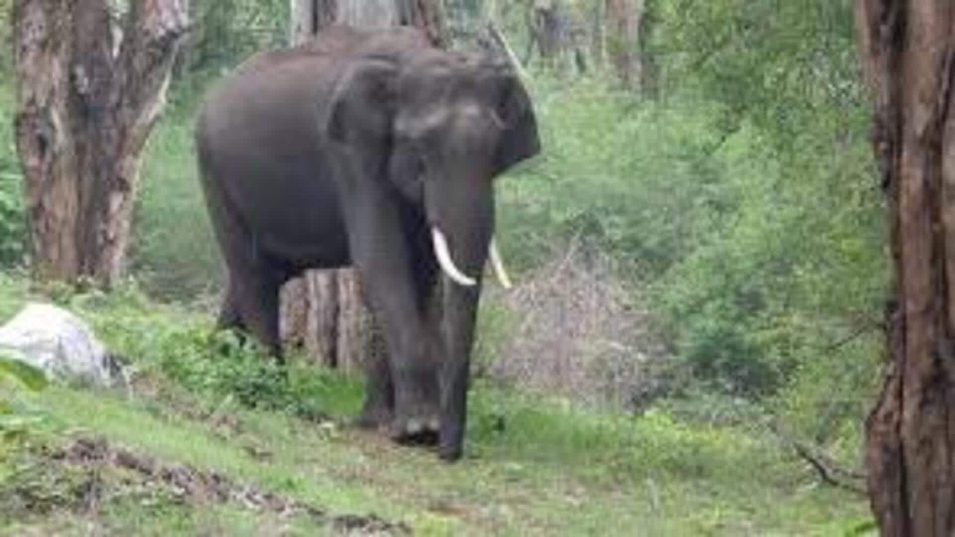 Woman trampled to death by elephant in Tamil Nadu's Erode