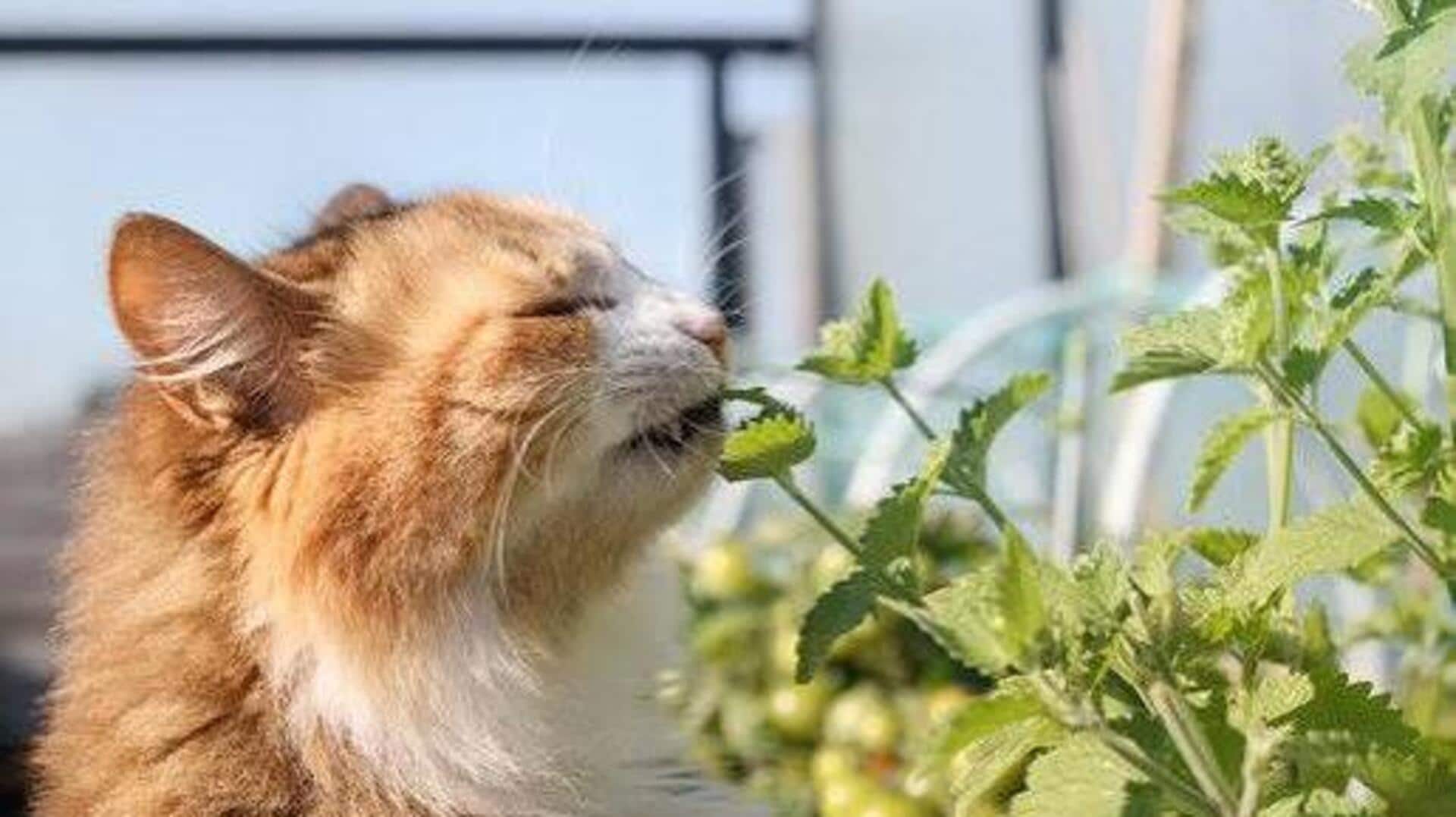 How to grow catnip indoors