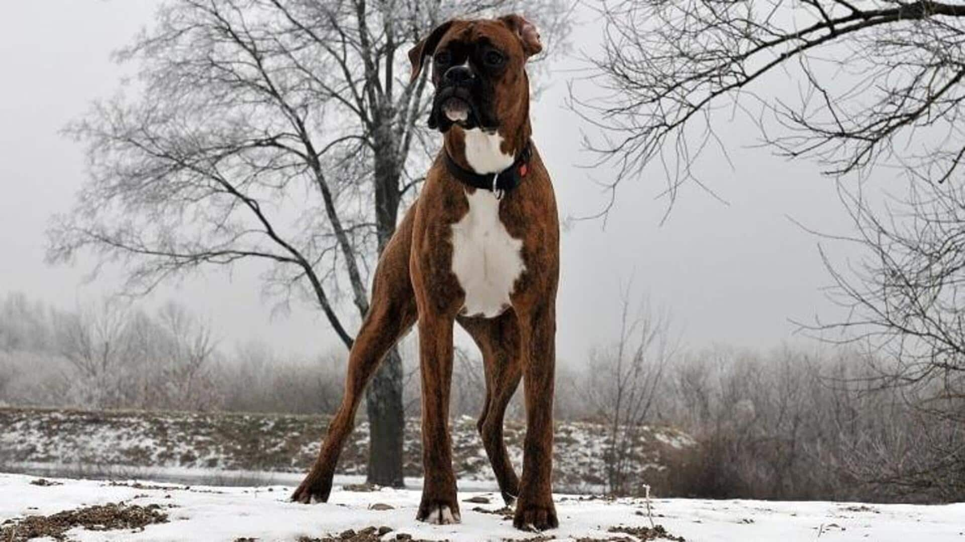 Boxer dog's weight management essentials to take care of