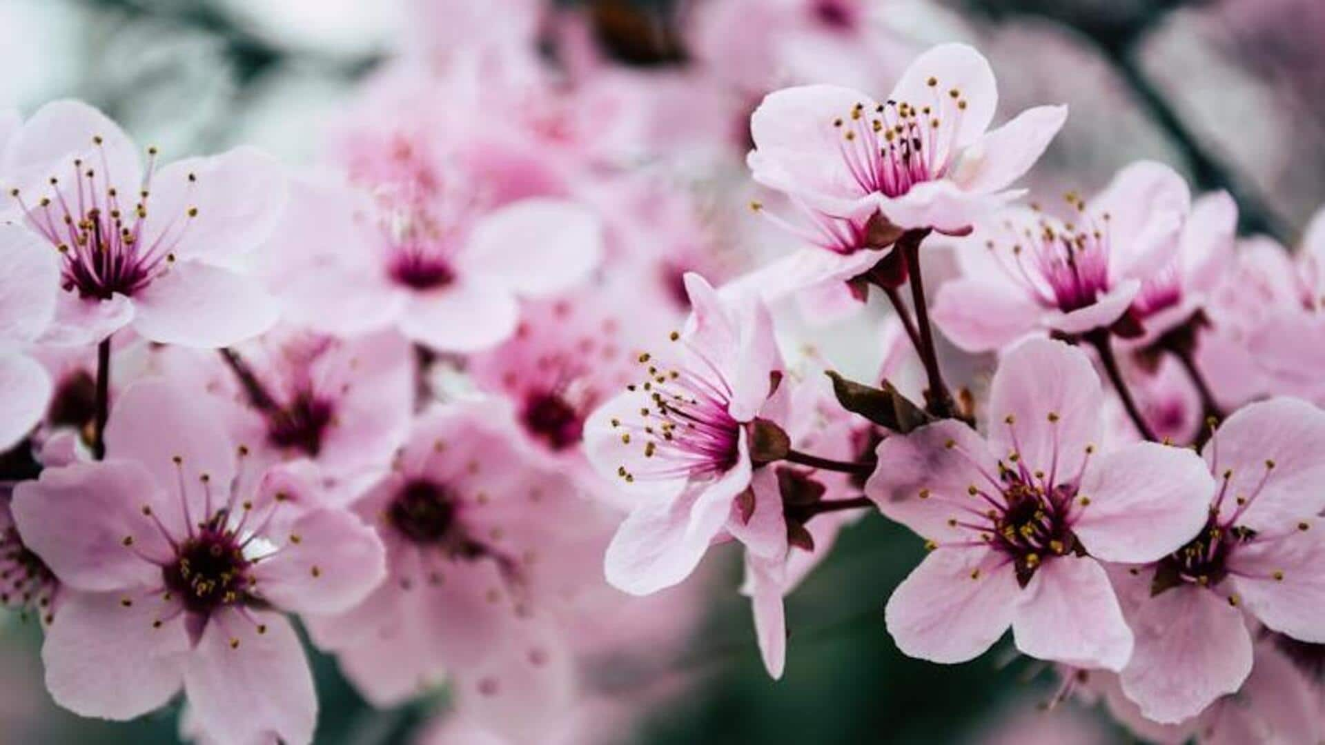 Head over to Hirosaki Park, Japan: A sakura blossom paradise