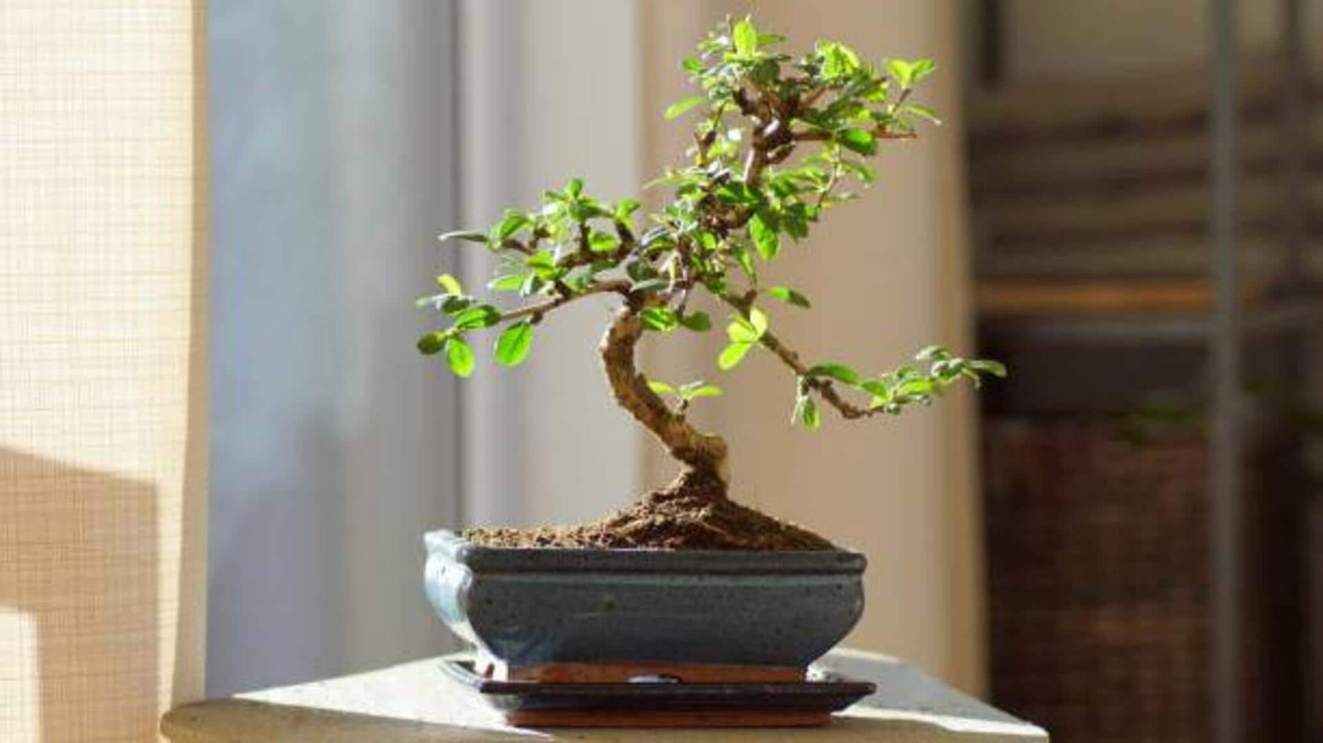 Gardening 101: How to care for bonsai 