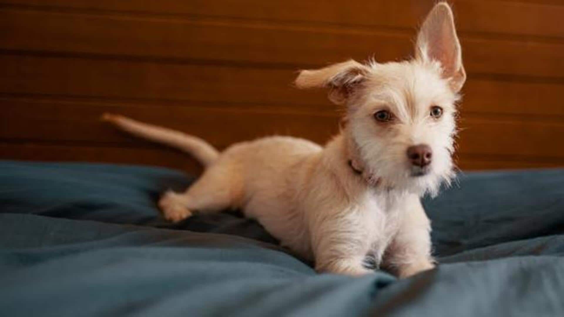 Dog bedding: 5 eco-friendly fabrics to consider