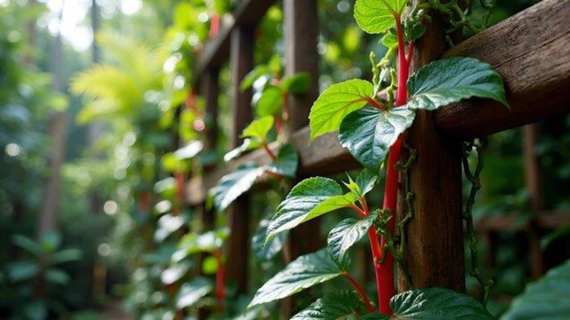 How to grow Malabar spinach at home