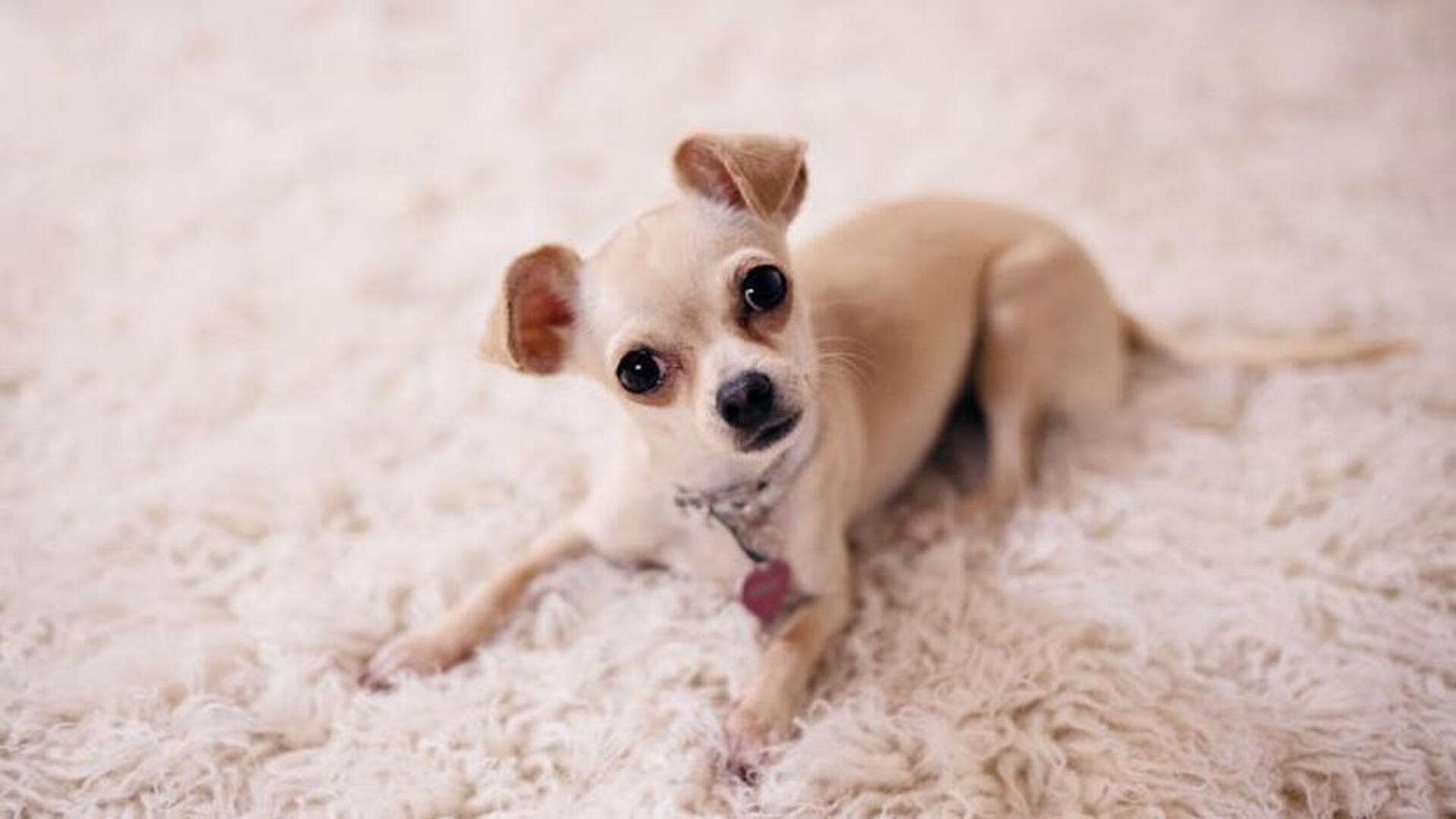 Chihuahua's emotional well-being tips 