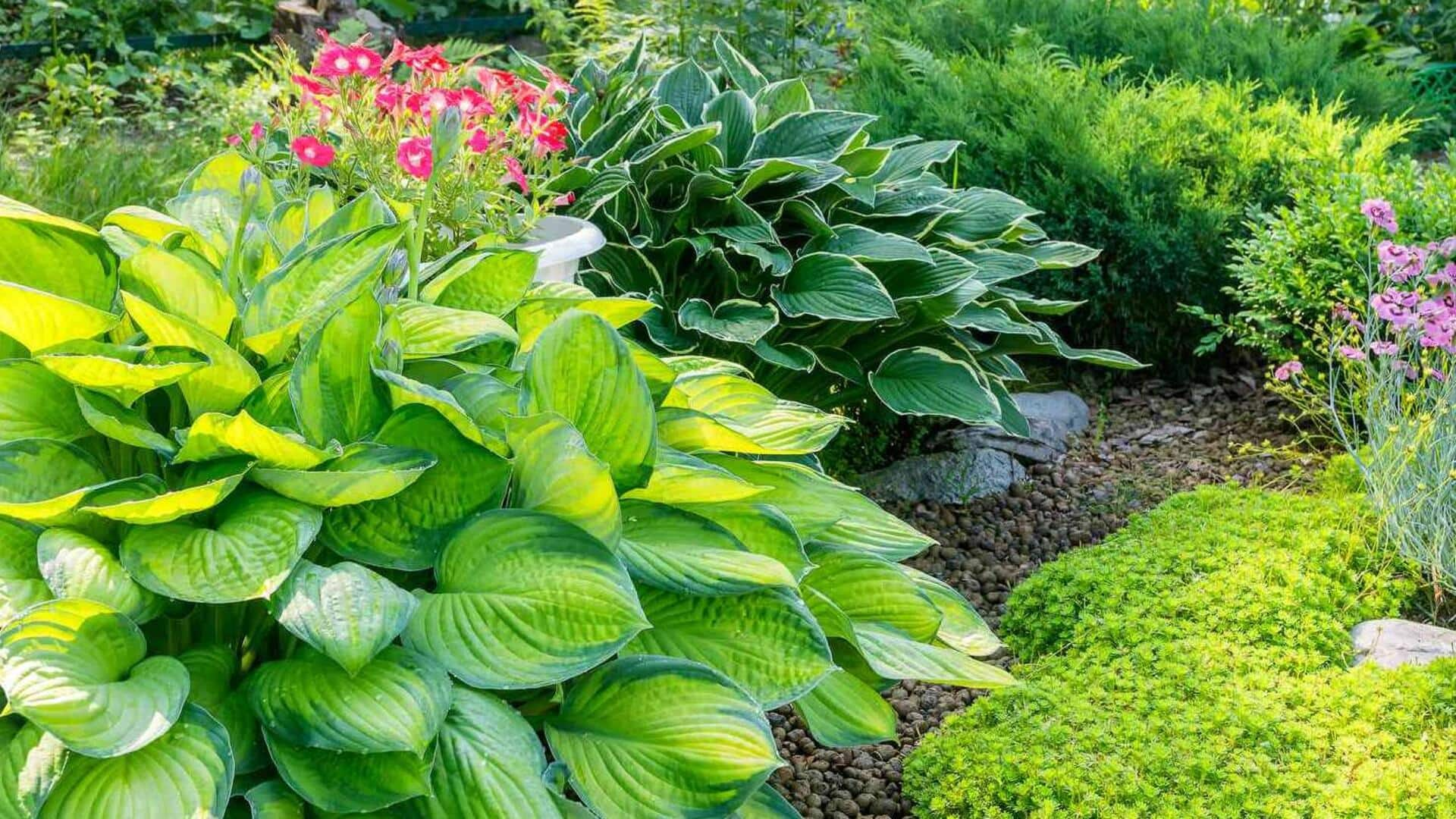 Harmonious hostas: 5 shade garden care tactics