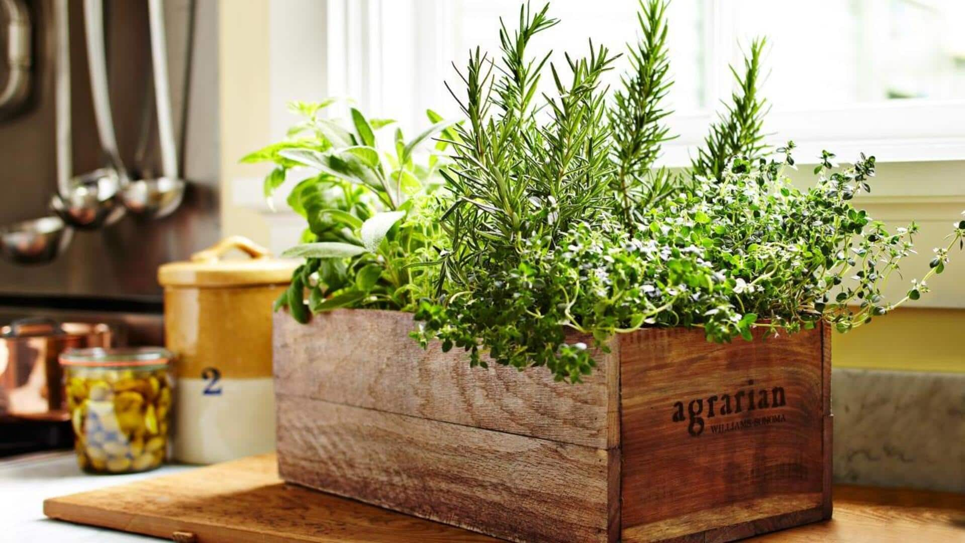 Growing fragrant rosemary bushes in kitchen window boxes