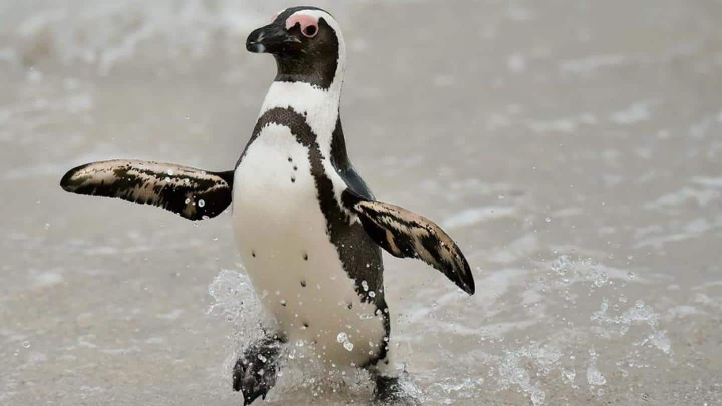 India's first penguin chick was born in 2018 India's first penguin chick was born in 2018