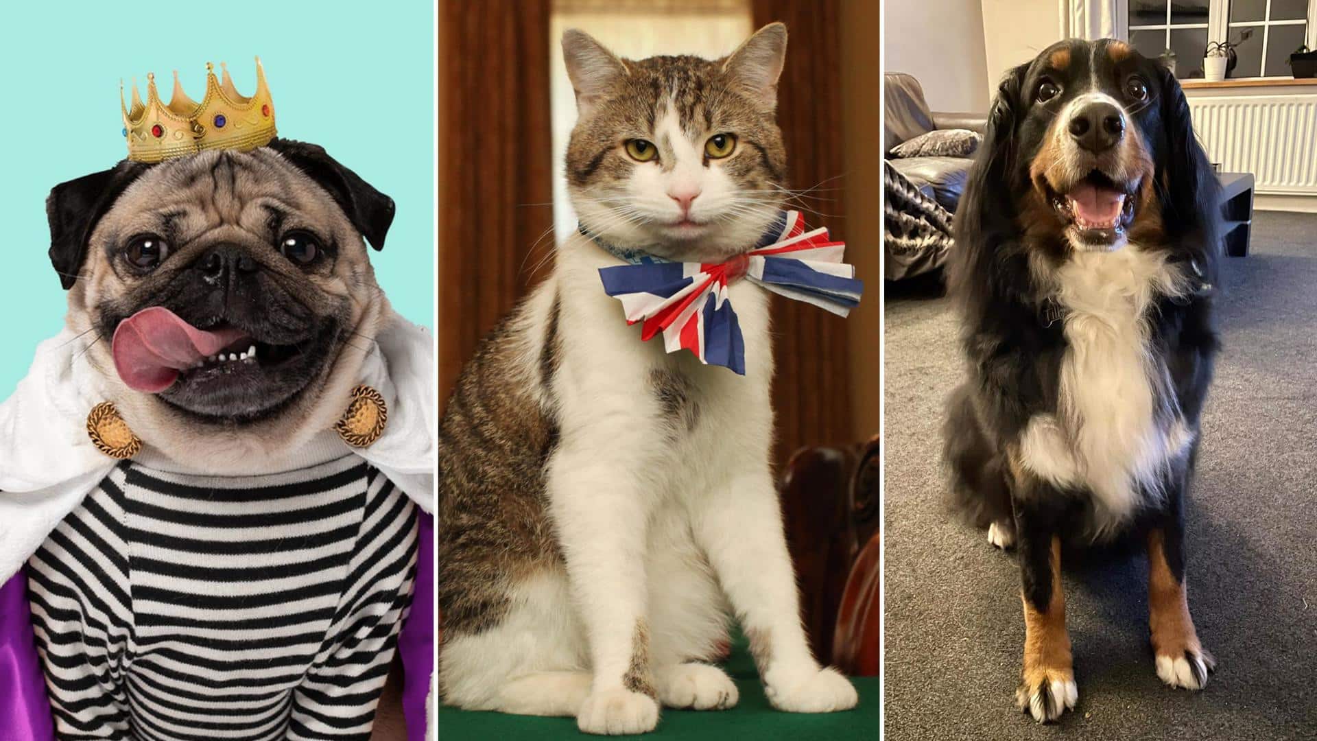Meet the world's 5 most famous pets