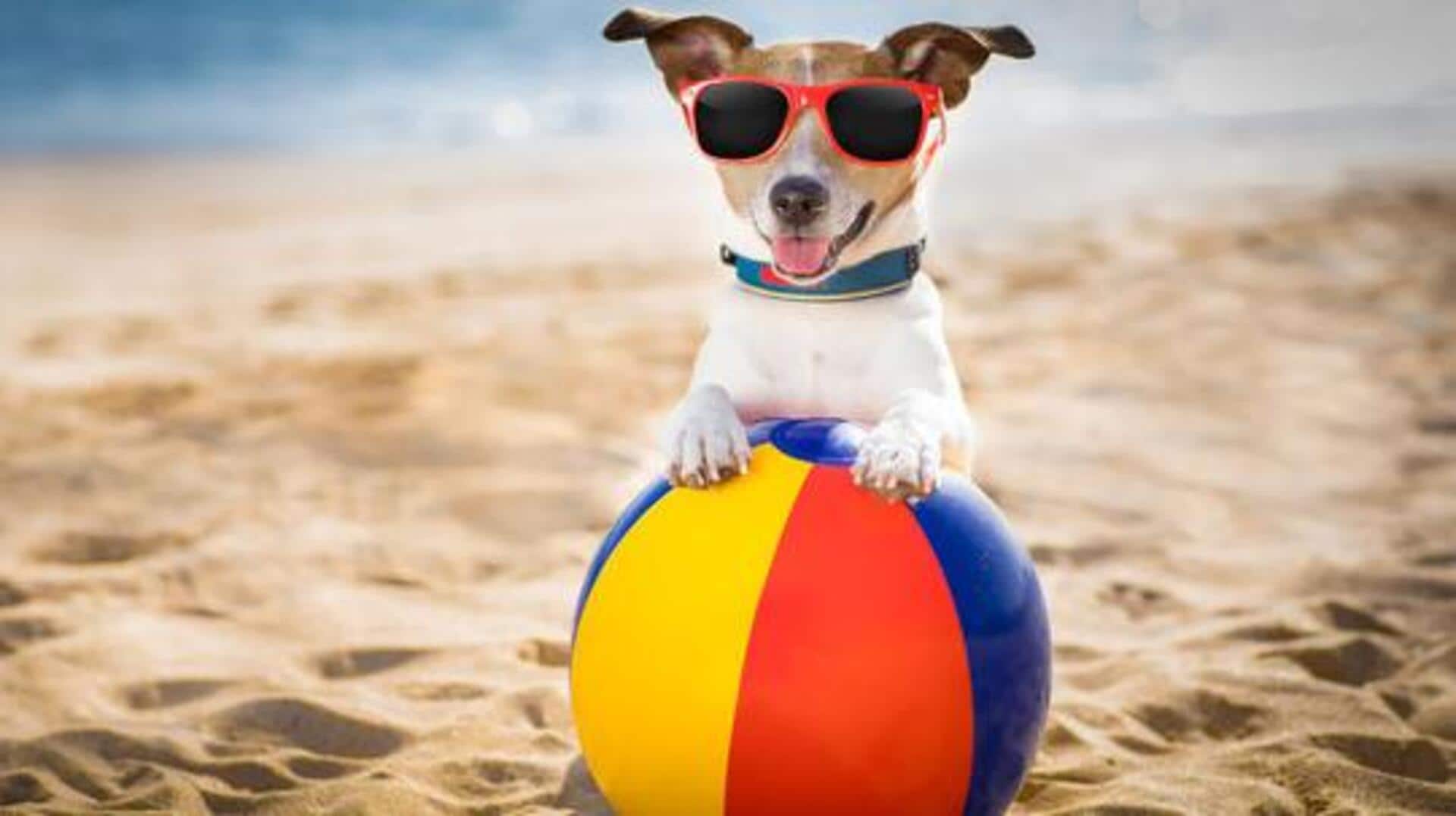 These are the best pet-friendly beaches in Italy These are the best pet-friendly beaches in Italy