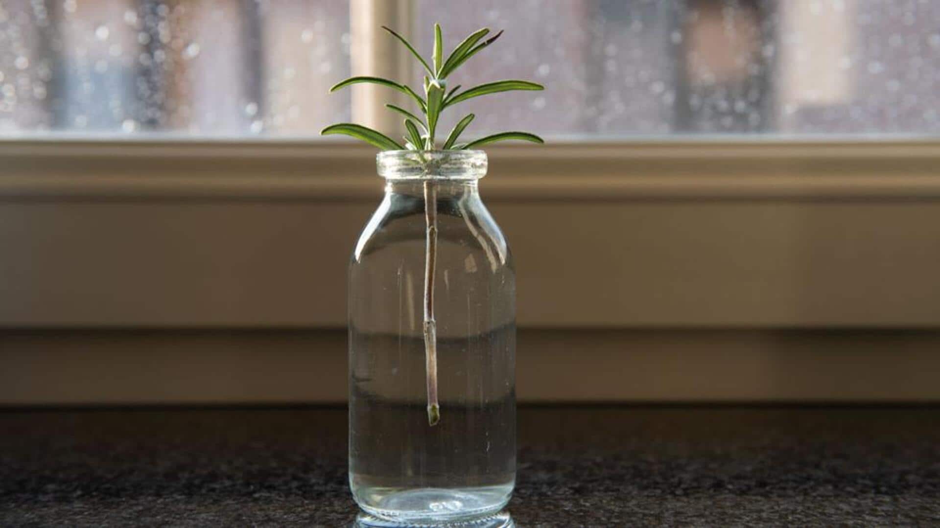 How to grow rosemary in water How to grow rosemary in water