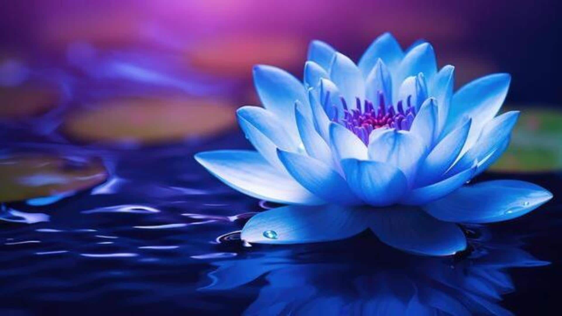 Blue lotus: A skincare ingredient gaining attention