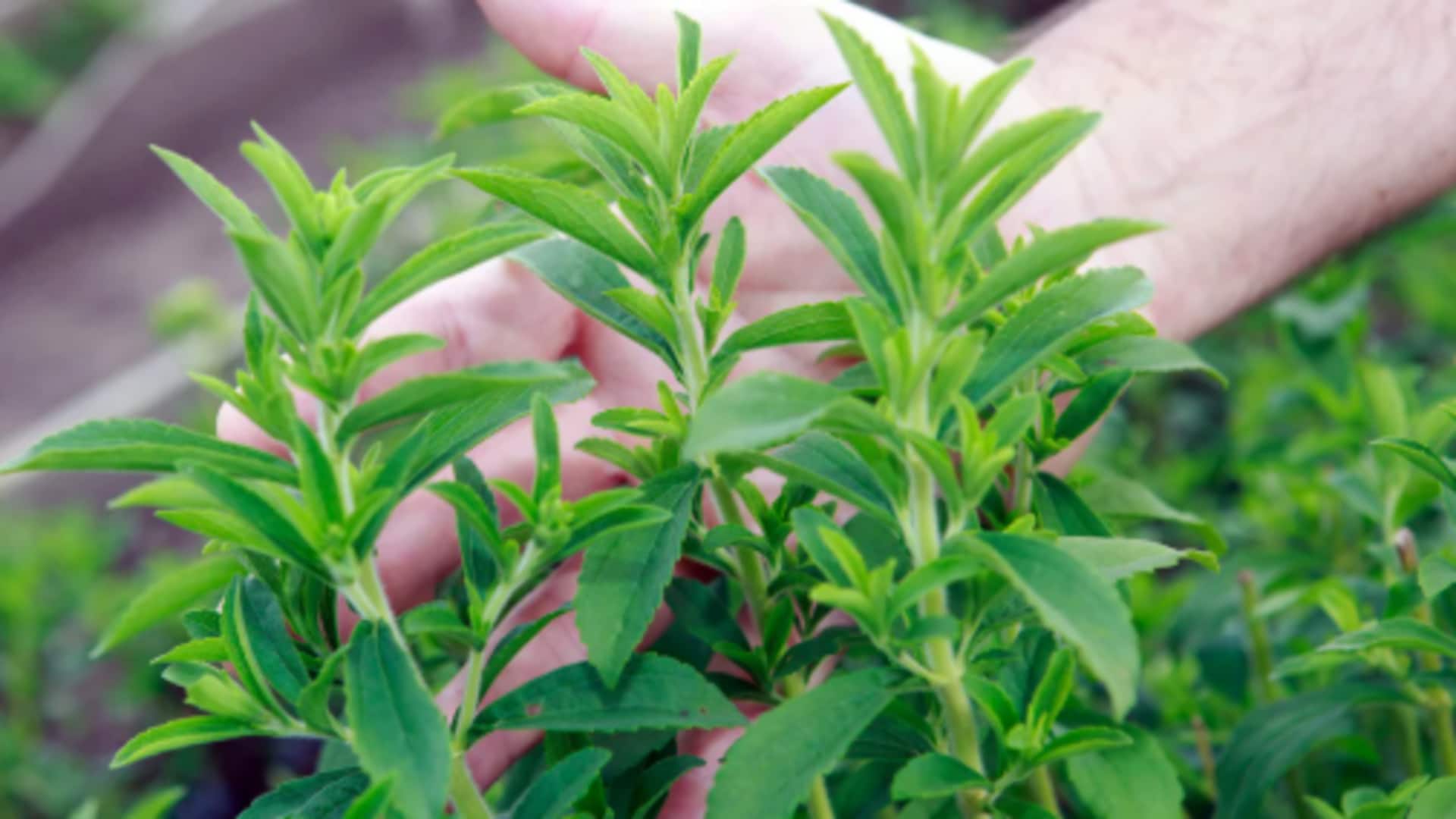 How to grow stevia at home