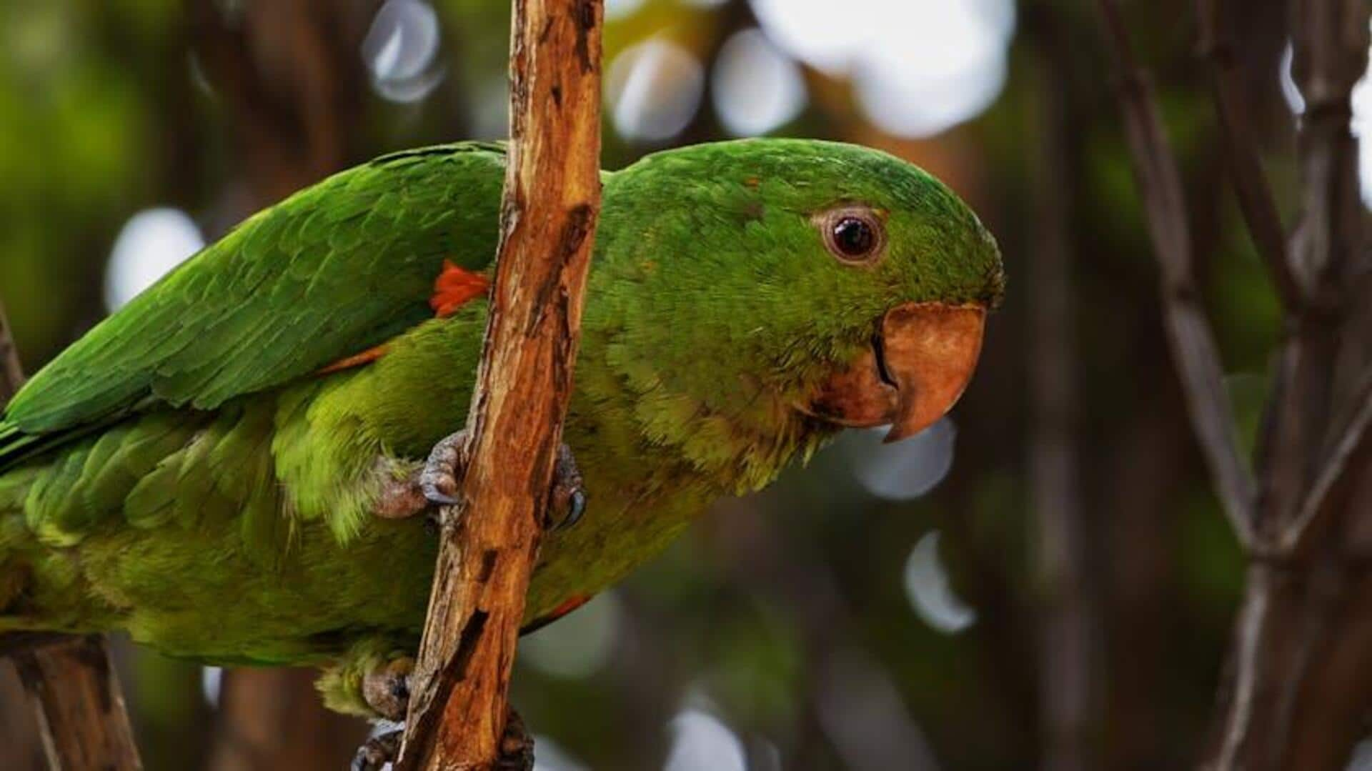 Parrot watching in Cameroon's Korup National Park