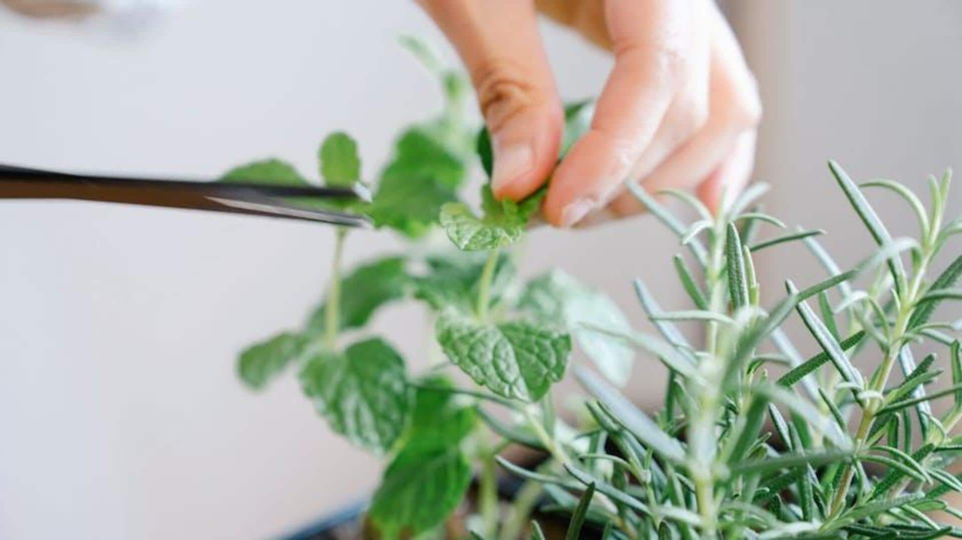 How pruning your plants can help you clear your mind How pruning your plants can help you clear your mind