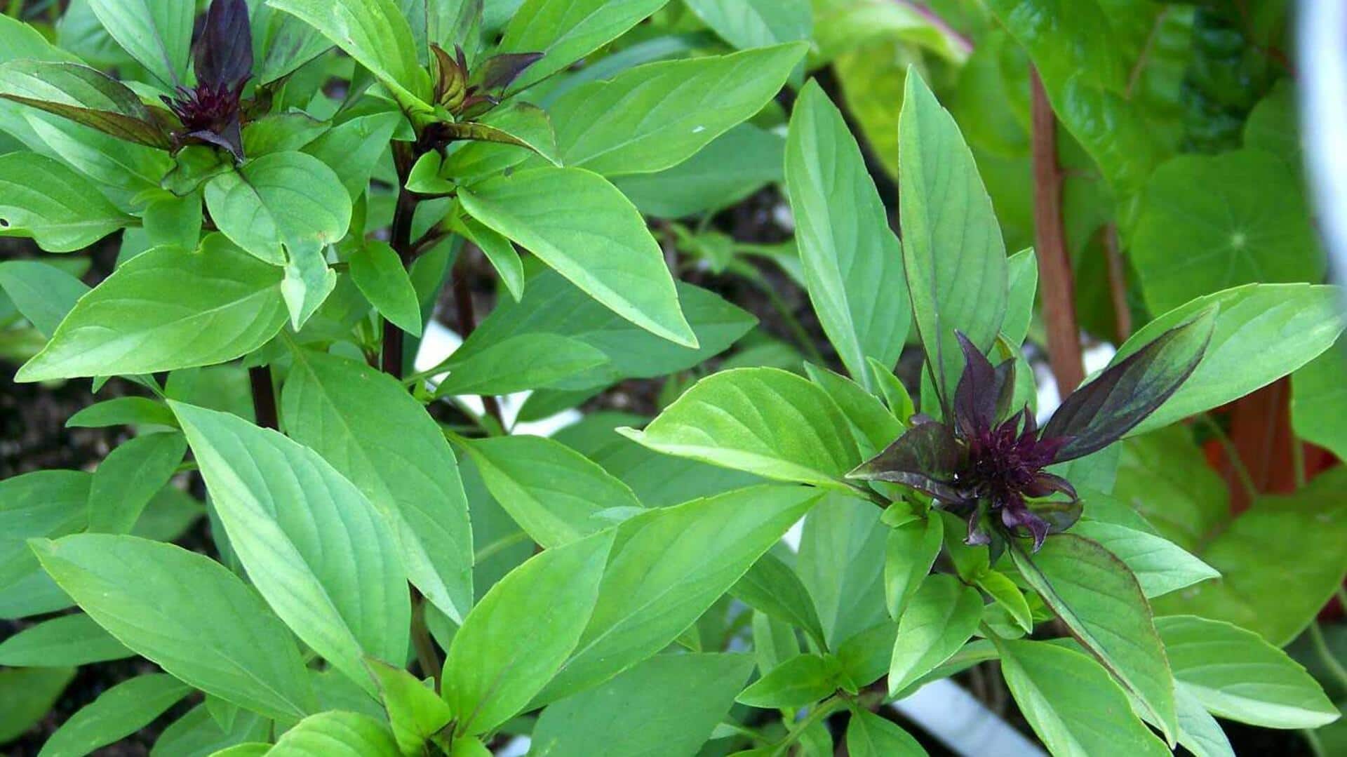 How to grow Thai Basil at home