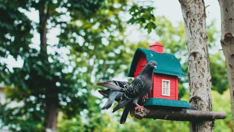 DIY birdhouses for attracting wildlife to your backyard