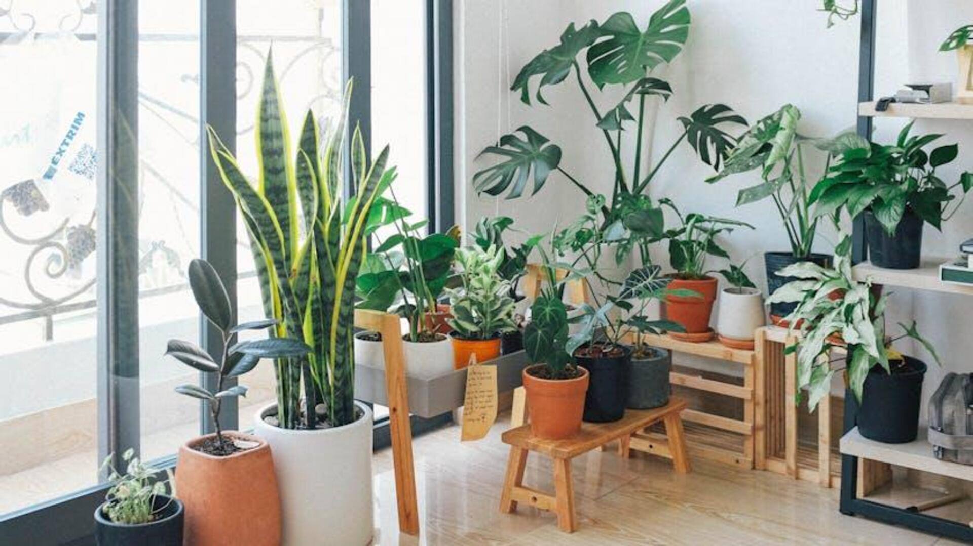 How to style your home with natural elements