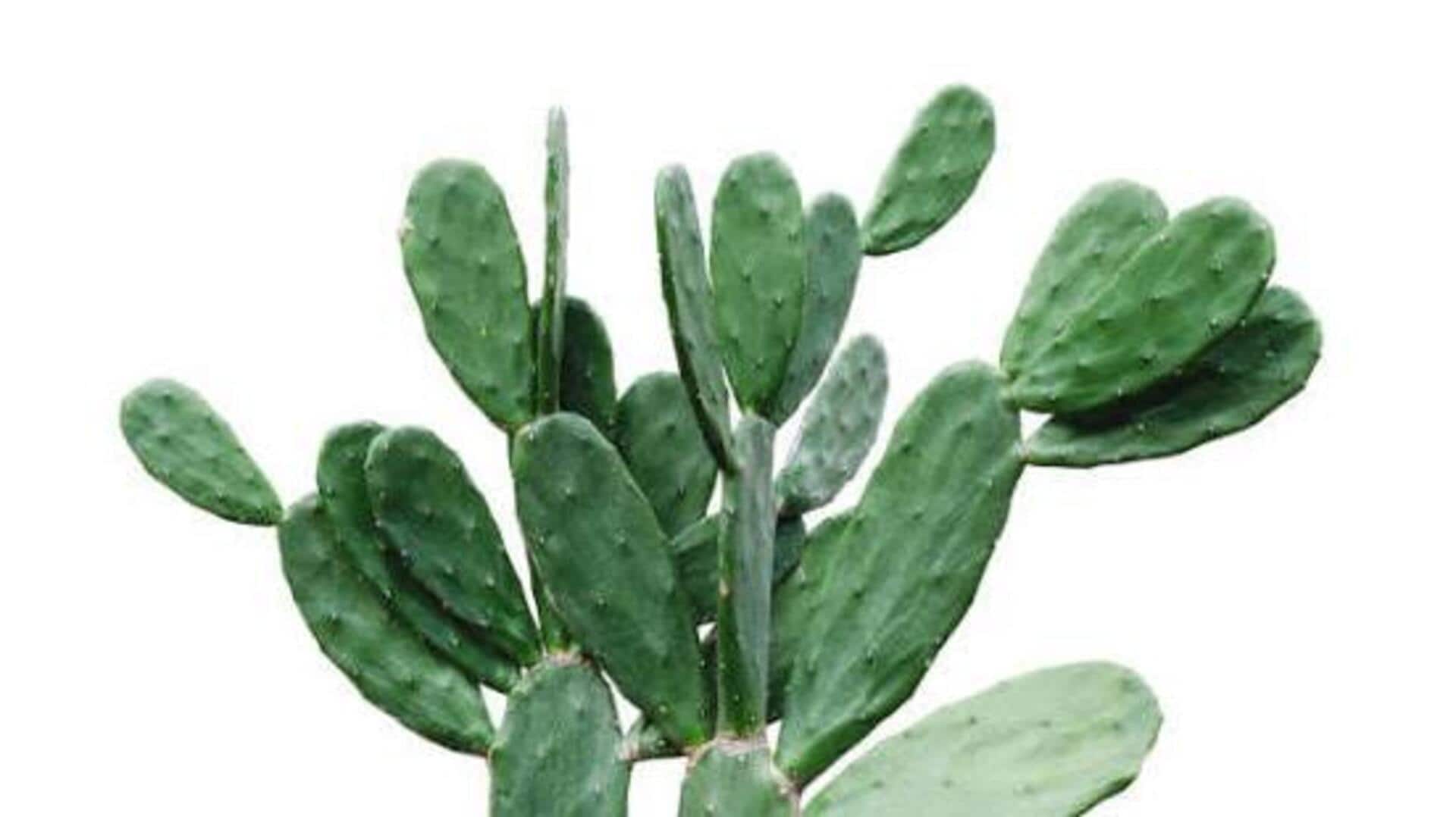Cactus leaves: The surprising secret to softer skin 