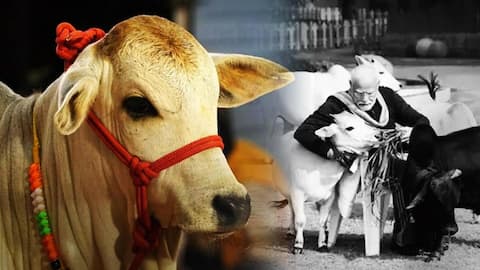 Punganur cow: India's smallest and cutest bovine marvel