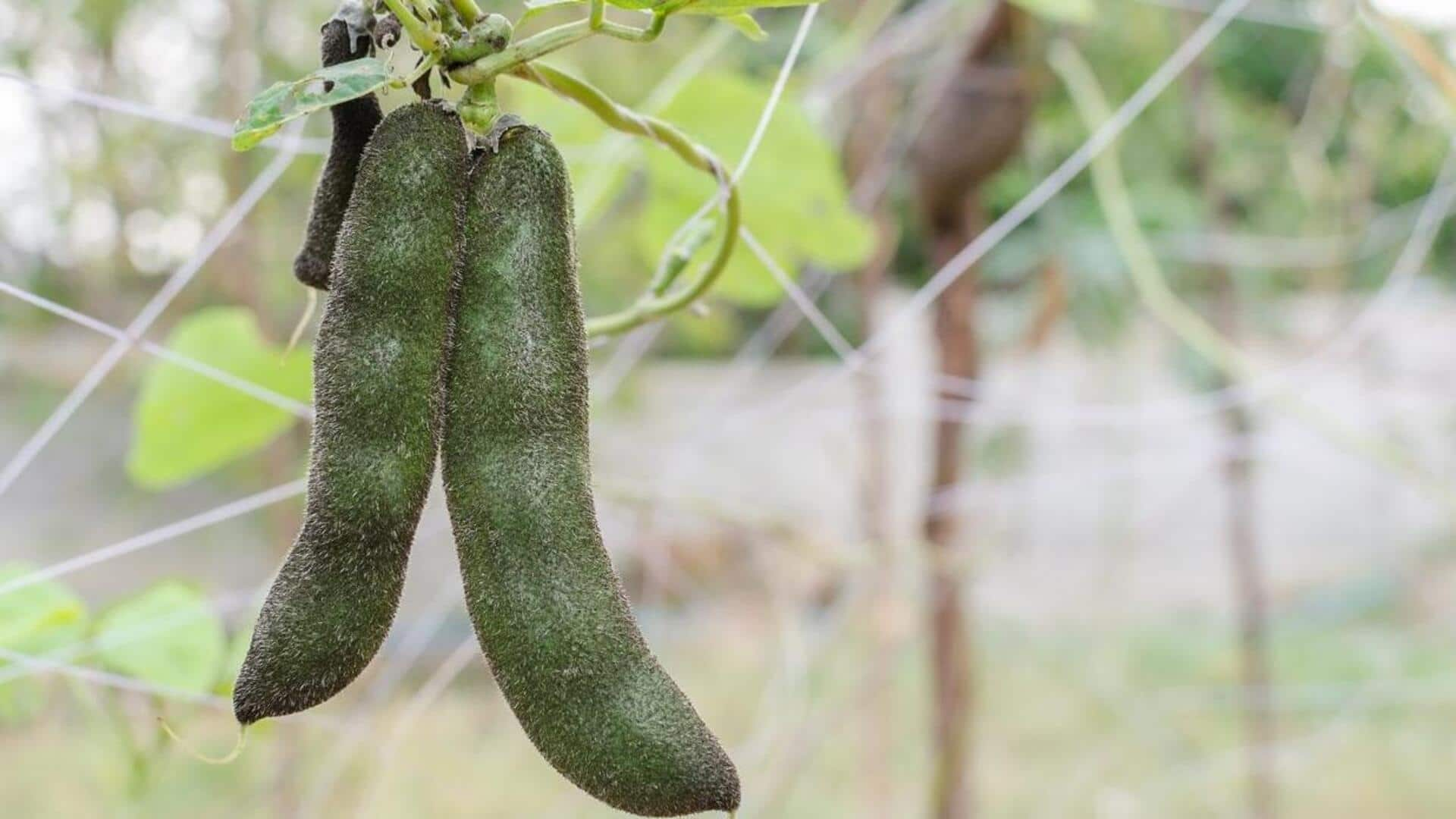 The vibrant valor of velvet beans: A dopamine delight