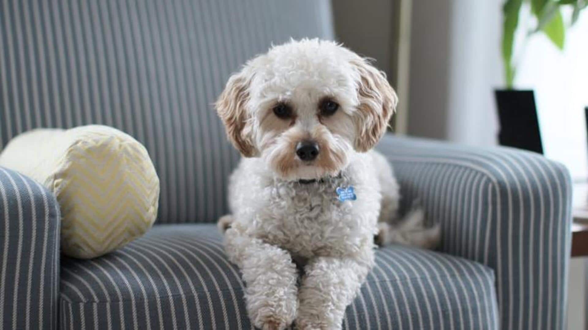 How to create safe, dog-friendly spaces in your home How to create safe, dog-friendly spaces in your home