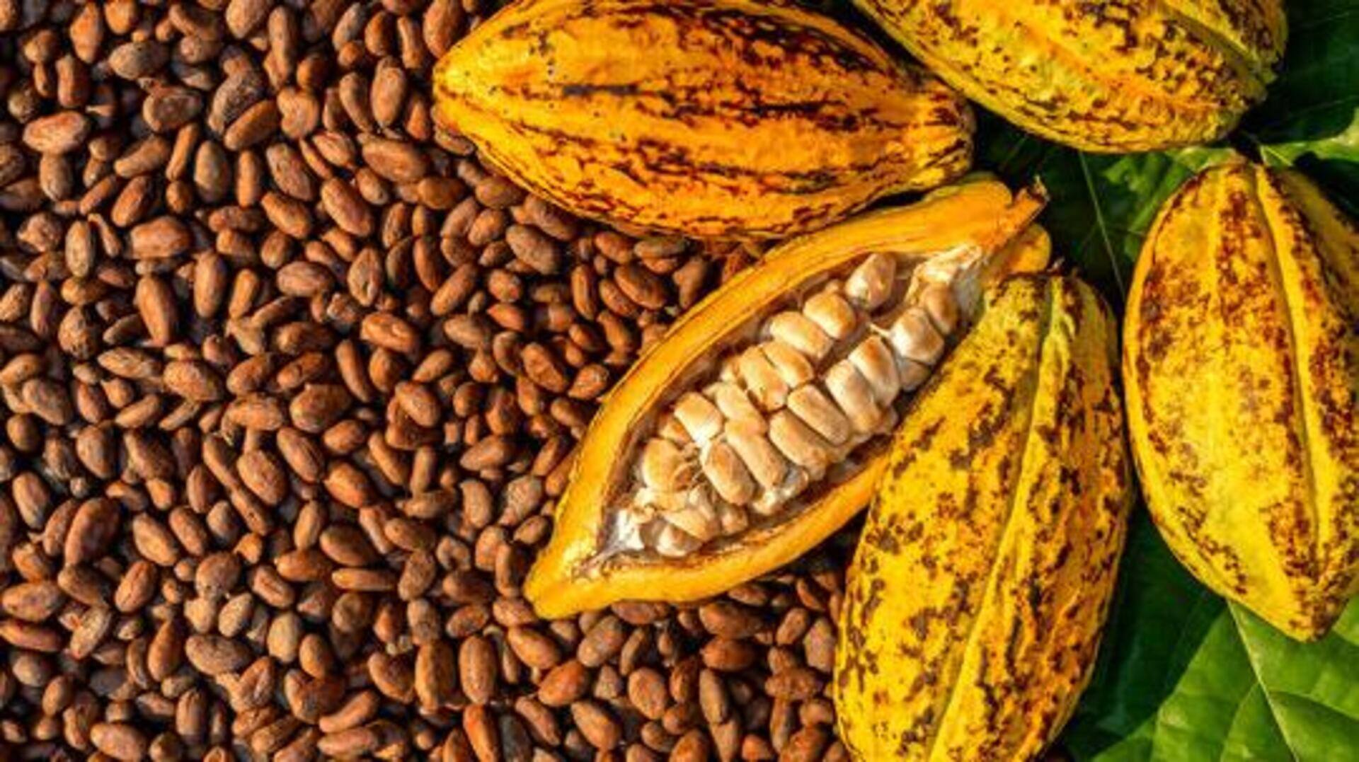 Cocoa husk: The underrated ingredient for gourmet cooking 