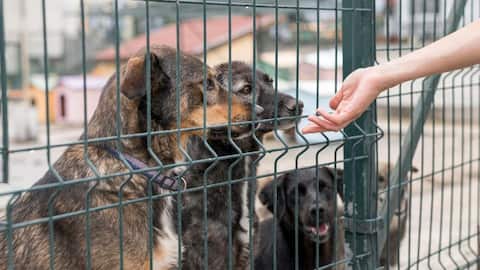 Here's what you should do when you witness animal cruelty