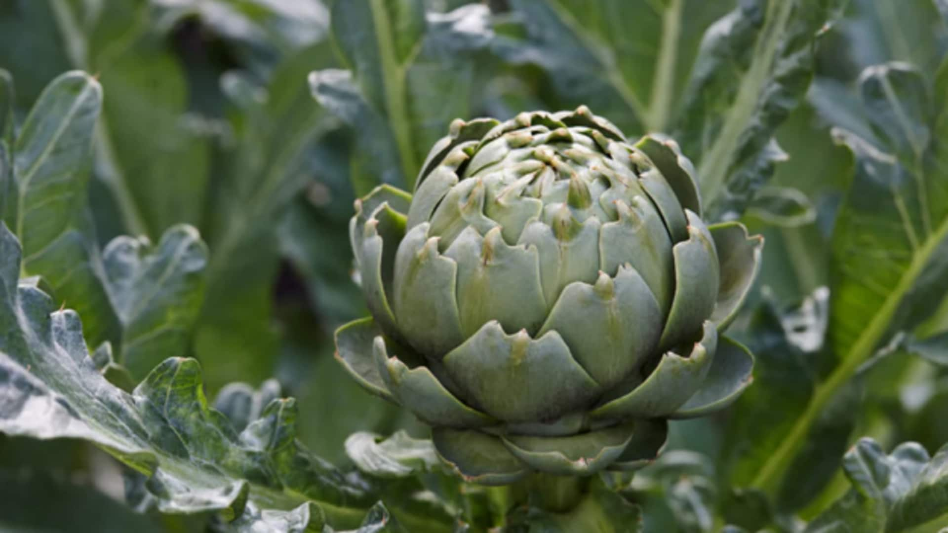 How to grow artichokes in your backyard