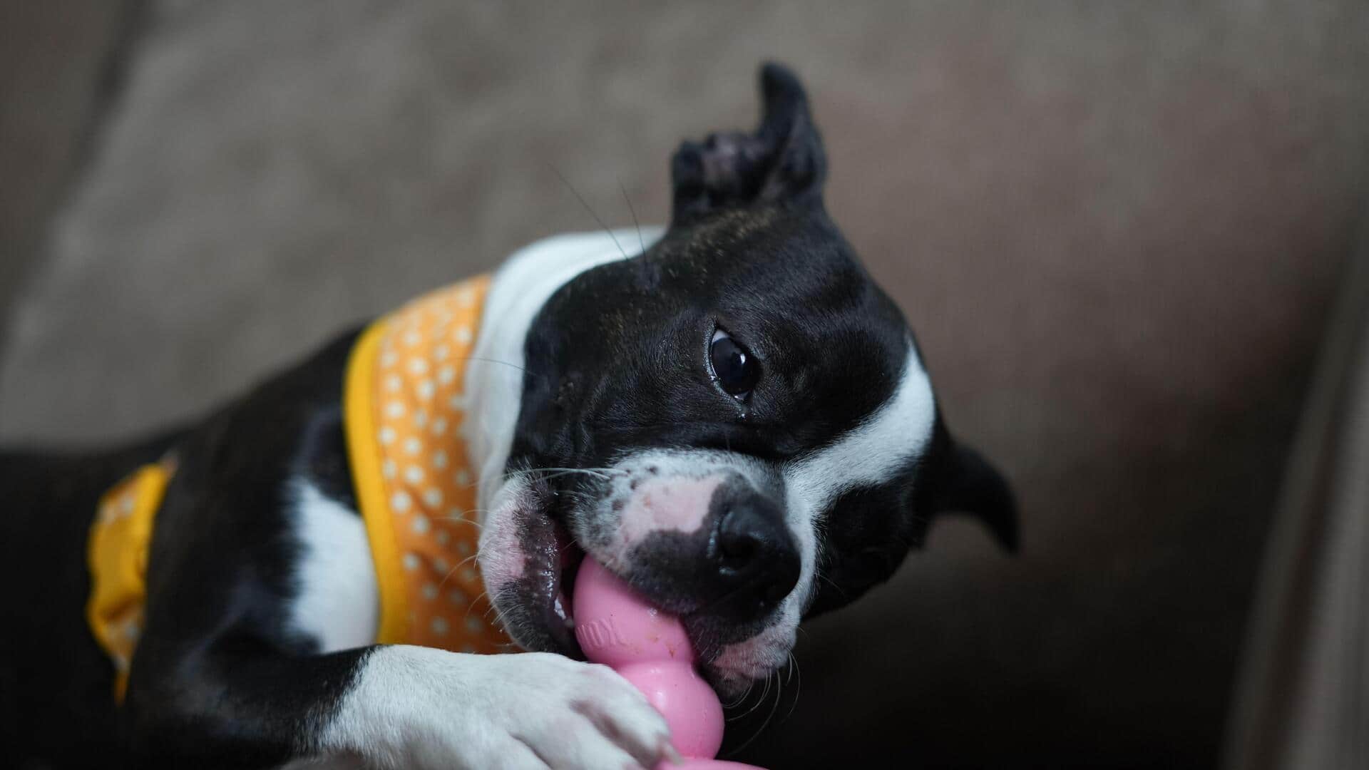 How to make your home safer for an energetic dog