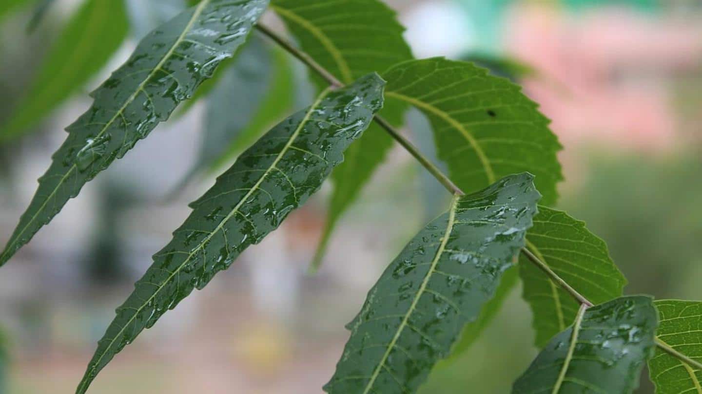Here are five striking health benefits of neem