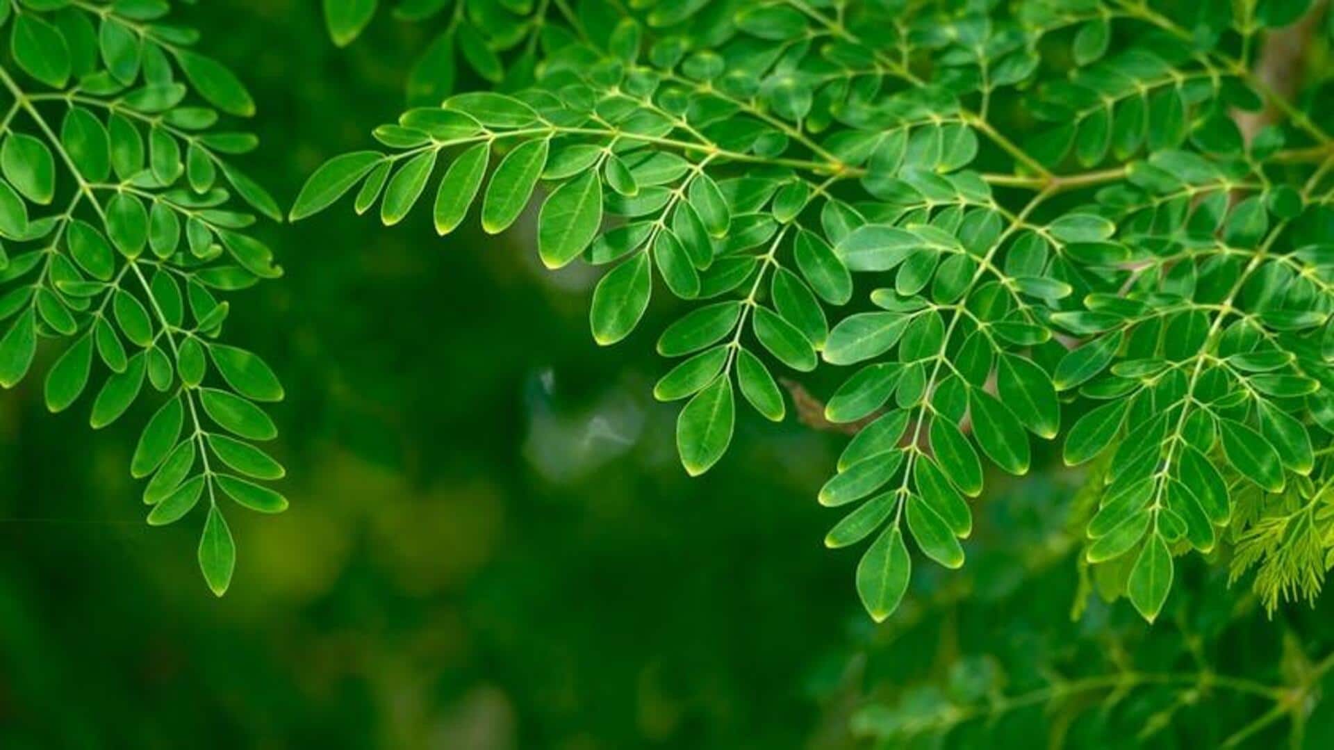 Why moringa deserves a spot in your diet Why moringa deserves a spot in your diet