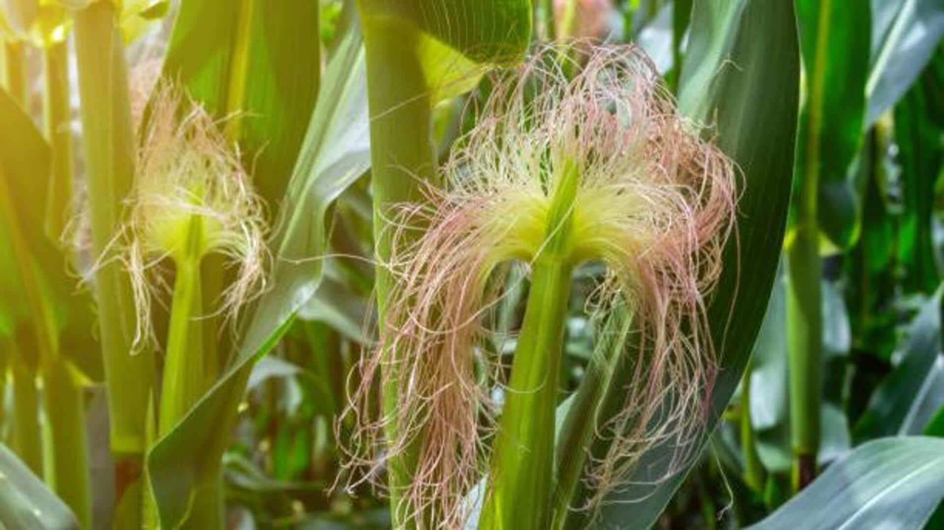 Ever tasted corn silk? Well, you must Ever tasted corn silk? Well, you must