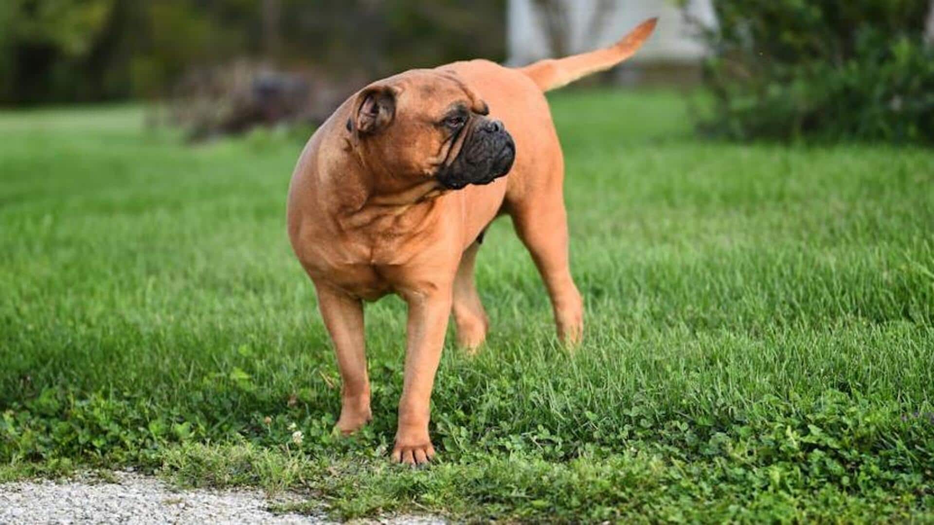 Manage your Bullmastiff's weight with these tips