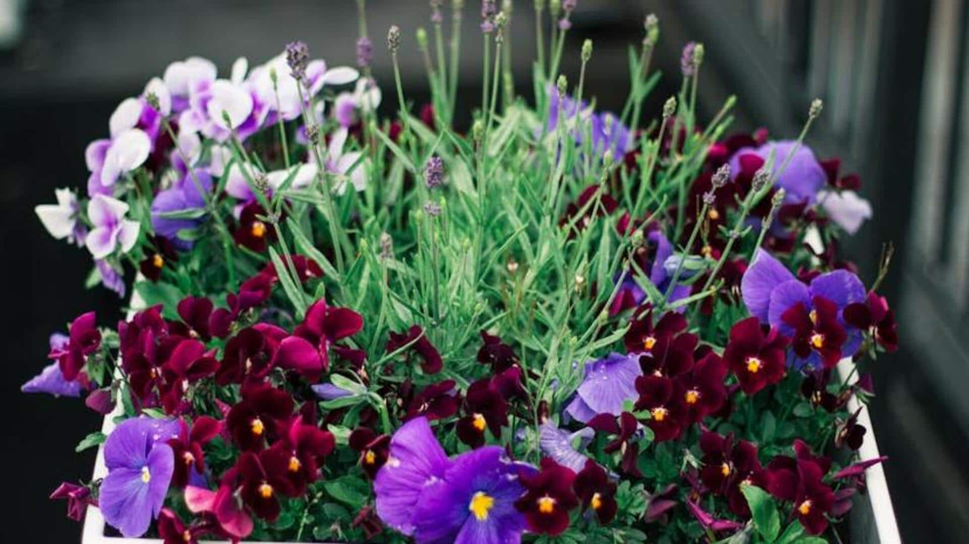 Growing aromatic lavender in pots indoors