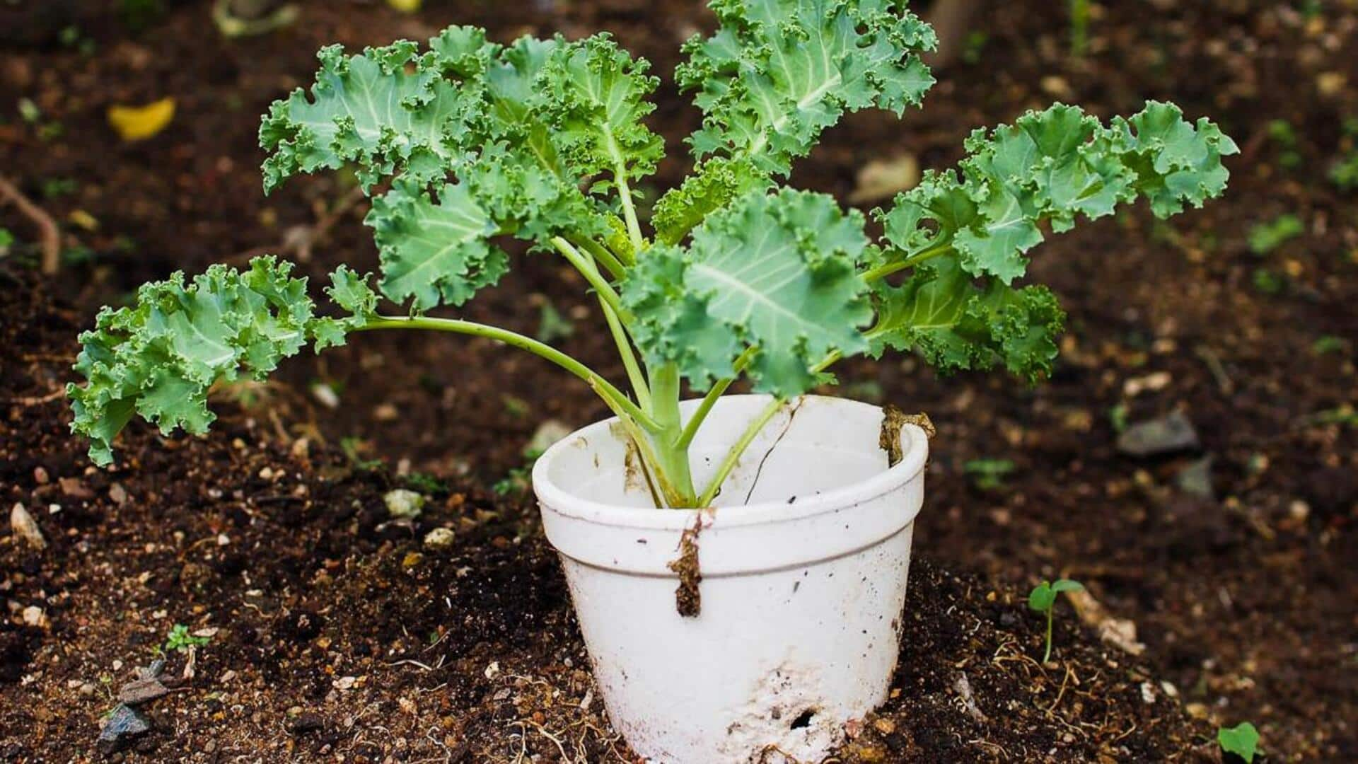 Growing kale in winter: 5 tips you need to know