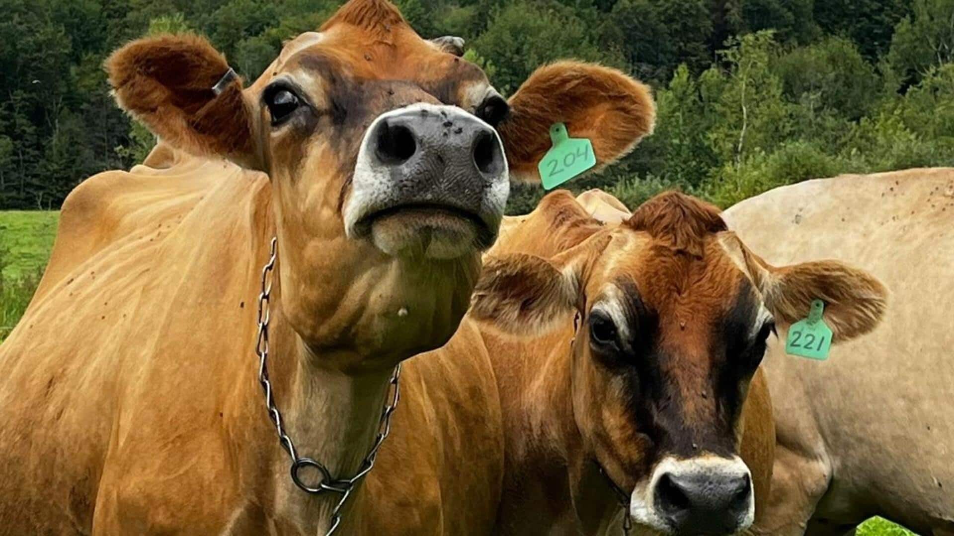 Agricultural goods, dairy might be excluded from India-US trade deal