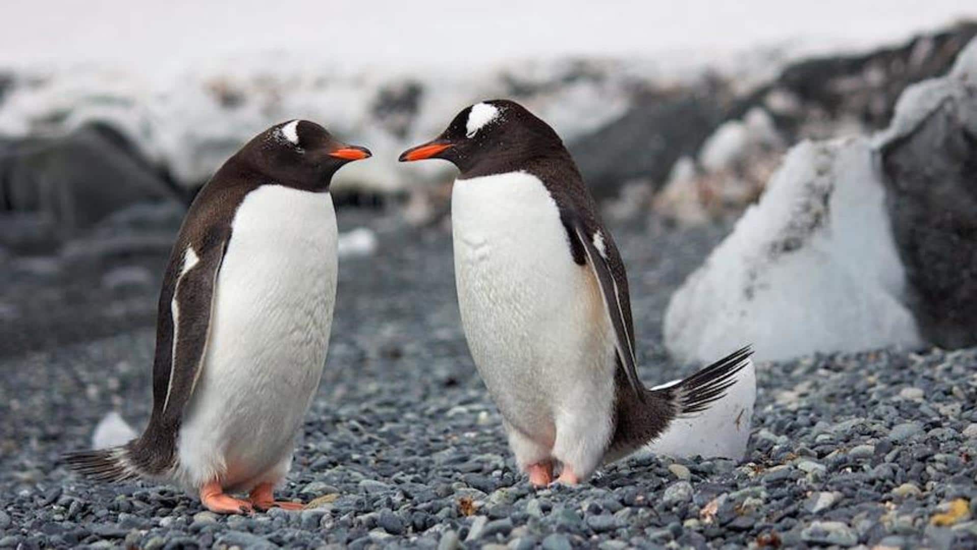 World Penguin Day: 5 interesting facts about these cutesy seabirds