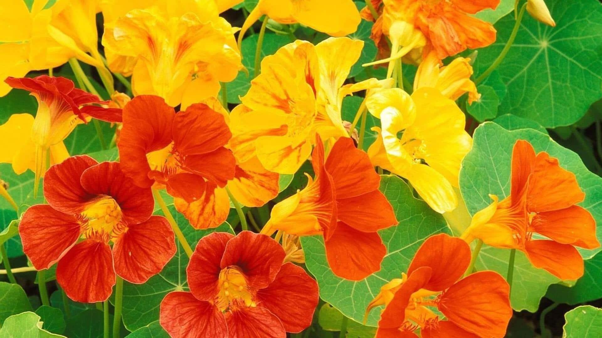 Nourishing nasturtiums: Peak performance tips to note down