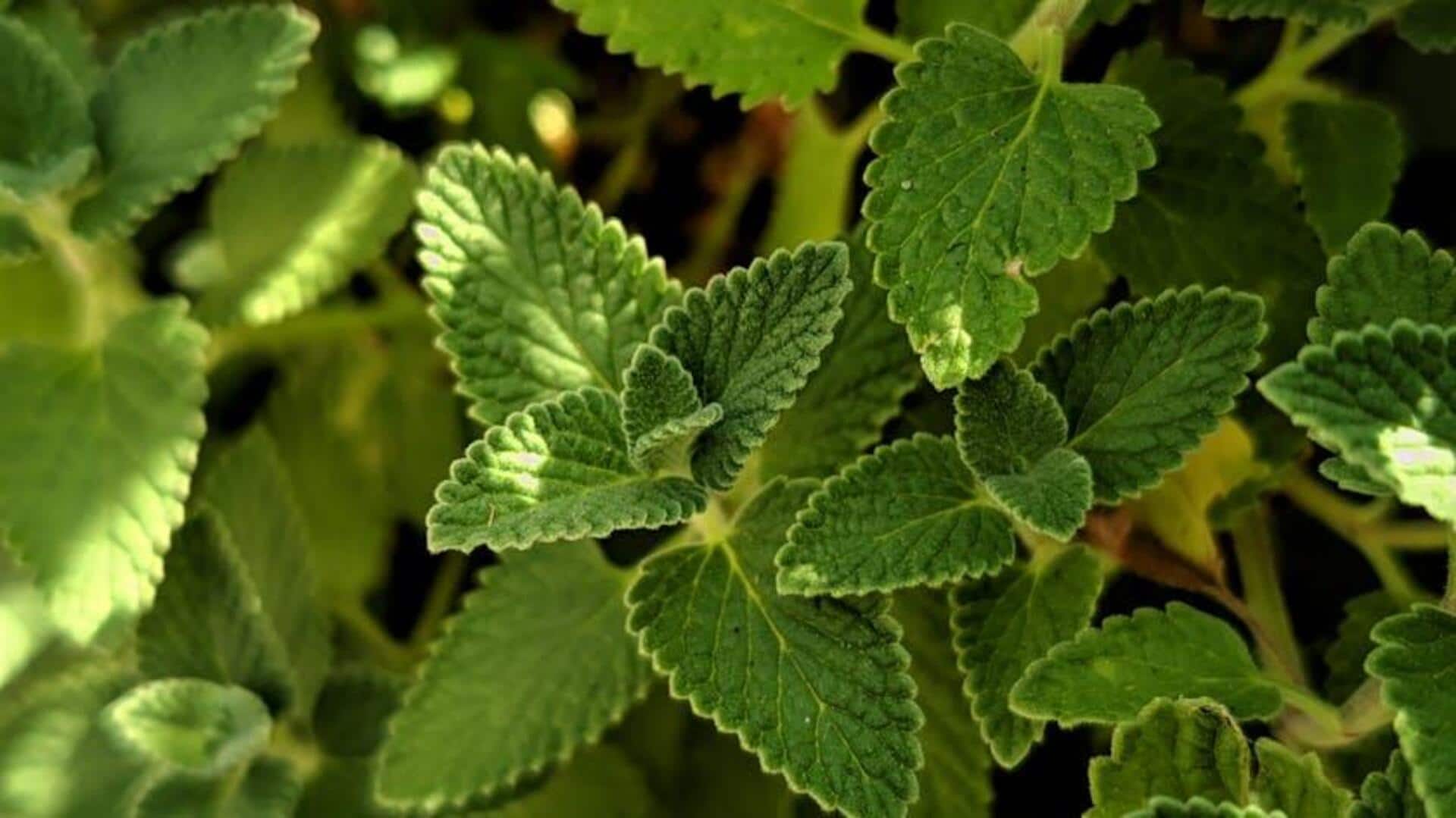 Easy plant care tips for beginners Easy plant care tips for beginners