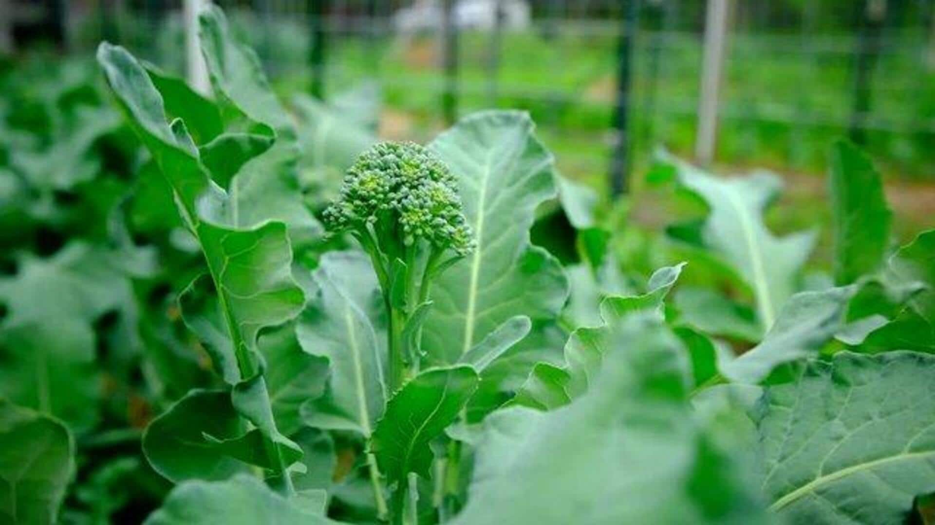 How to grow Chinese broccoli indoors