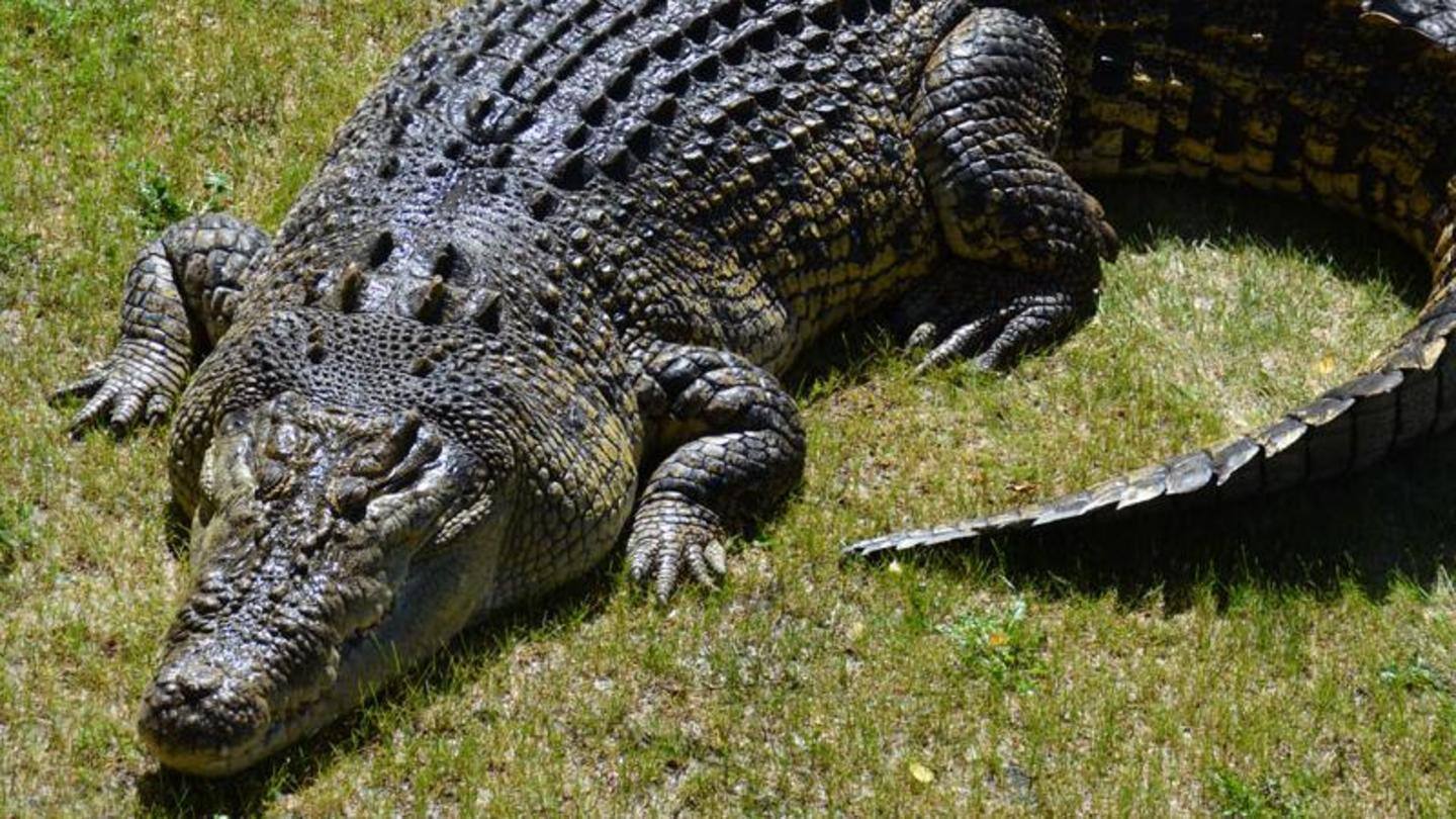 Crocodiles inhabit 60-70 km of the river stretch Crocodiles inhabit 60-70 km of the river stretch