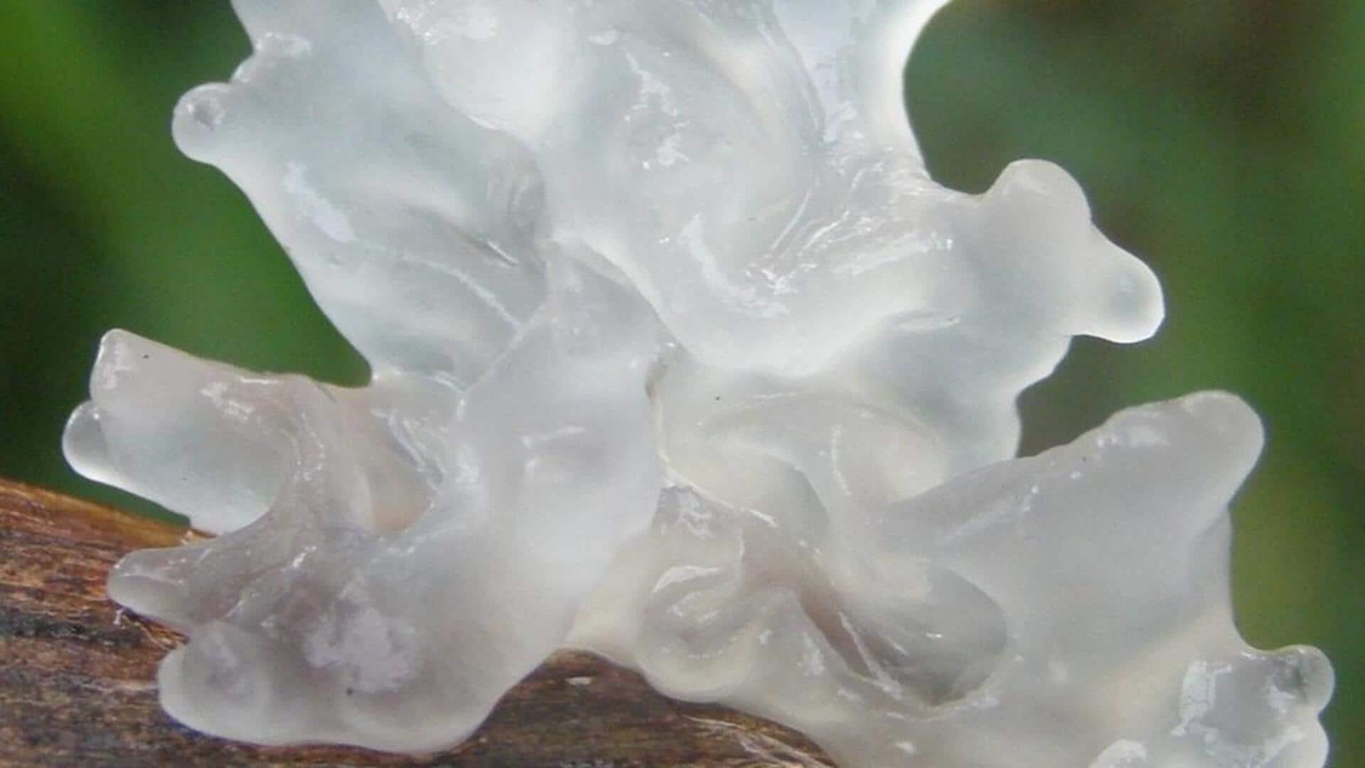 Love snow fungus? You'll enjoy these dishes