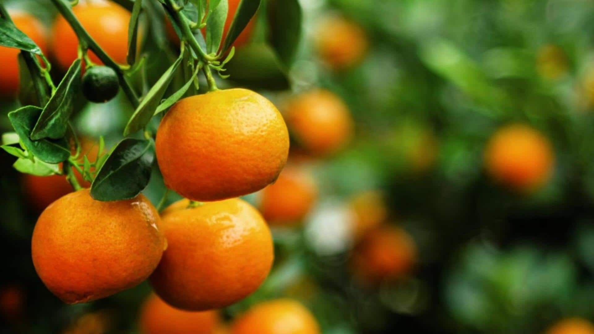 Tips and tricks to grow tangerines in rooftop gardens