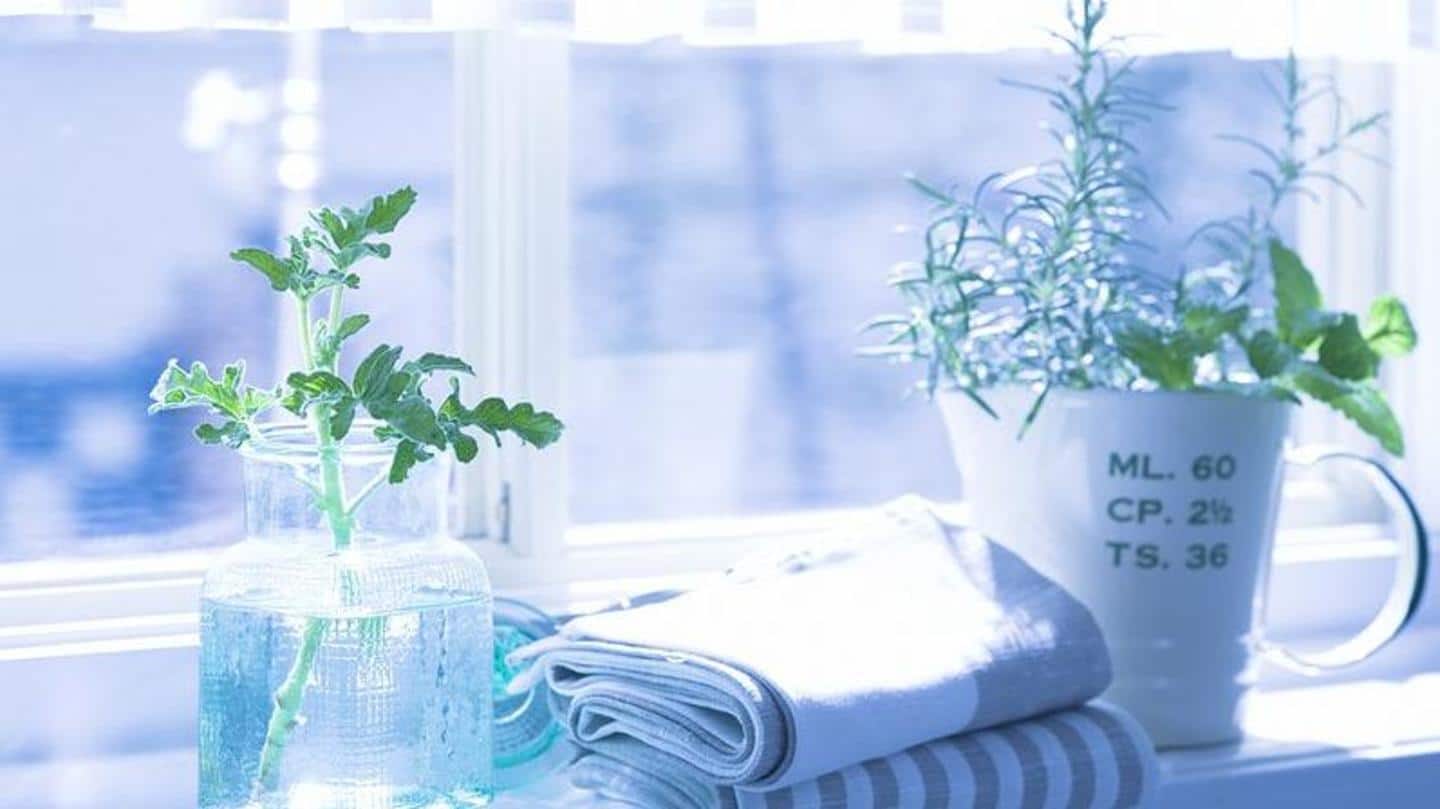 5 indoor plants for your bathroom