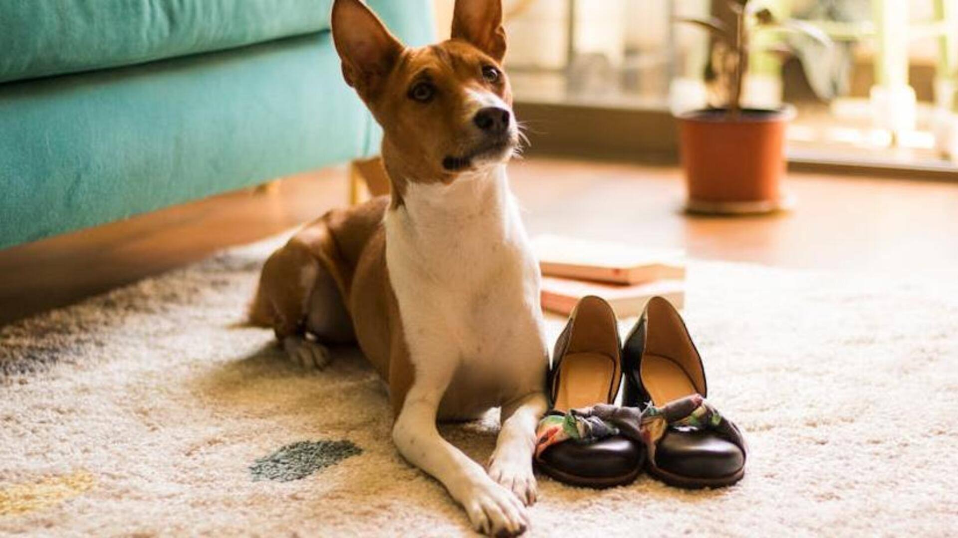 Understanding Basenji vocal communication